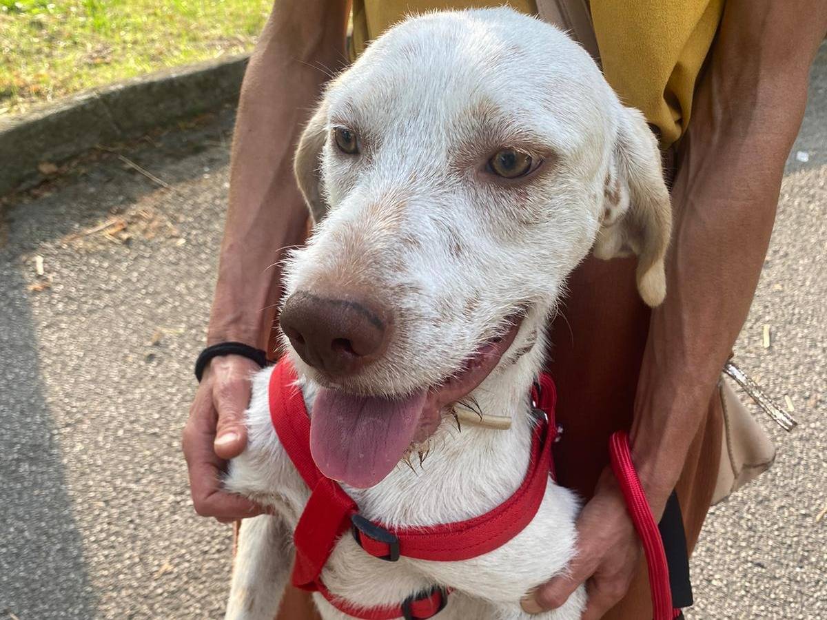 Adotta un cane, maschio, 1 anno e 7 mesi, Avellino