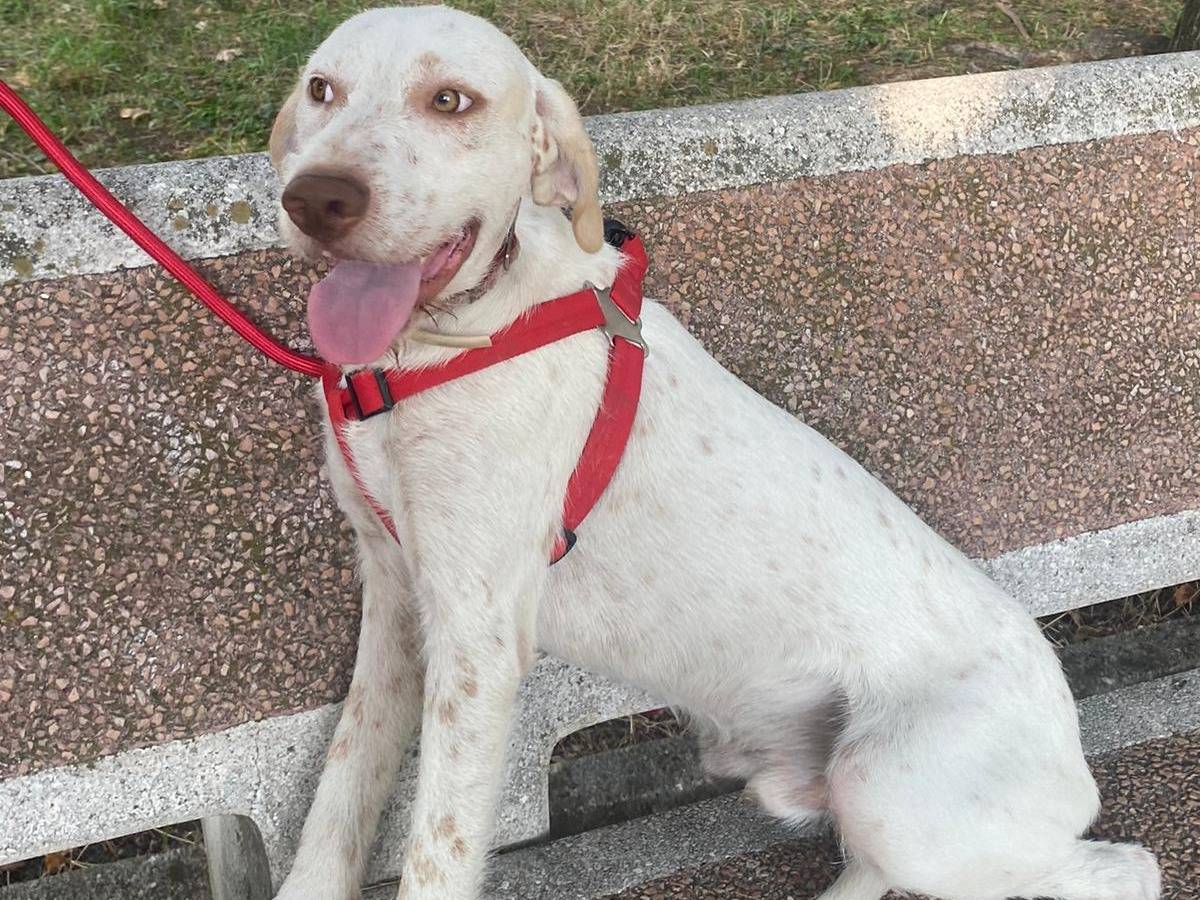 Adotta un cane, taglia media, maschio, Avellino