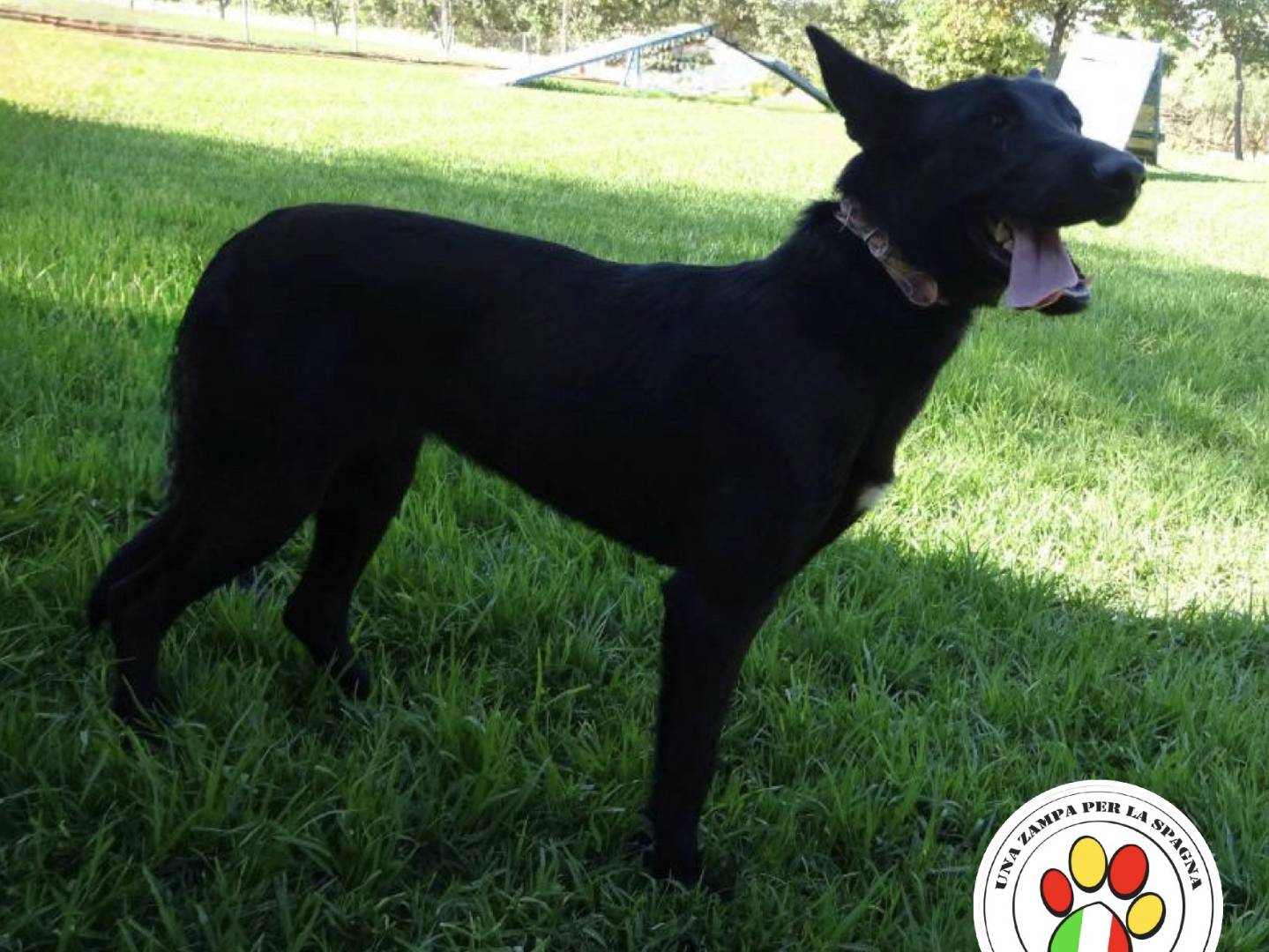 Adozione cane, femmina, Razza sconosciuta Razza sconosciuta, 3 anni e 1 mese, taglia media contenuta, Milano