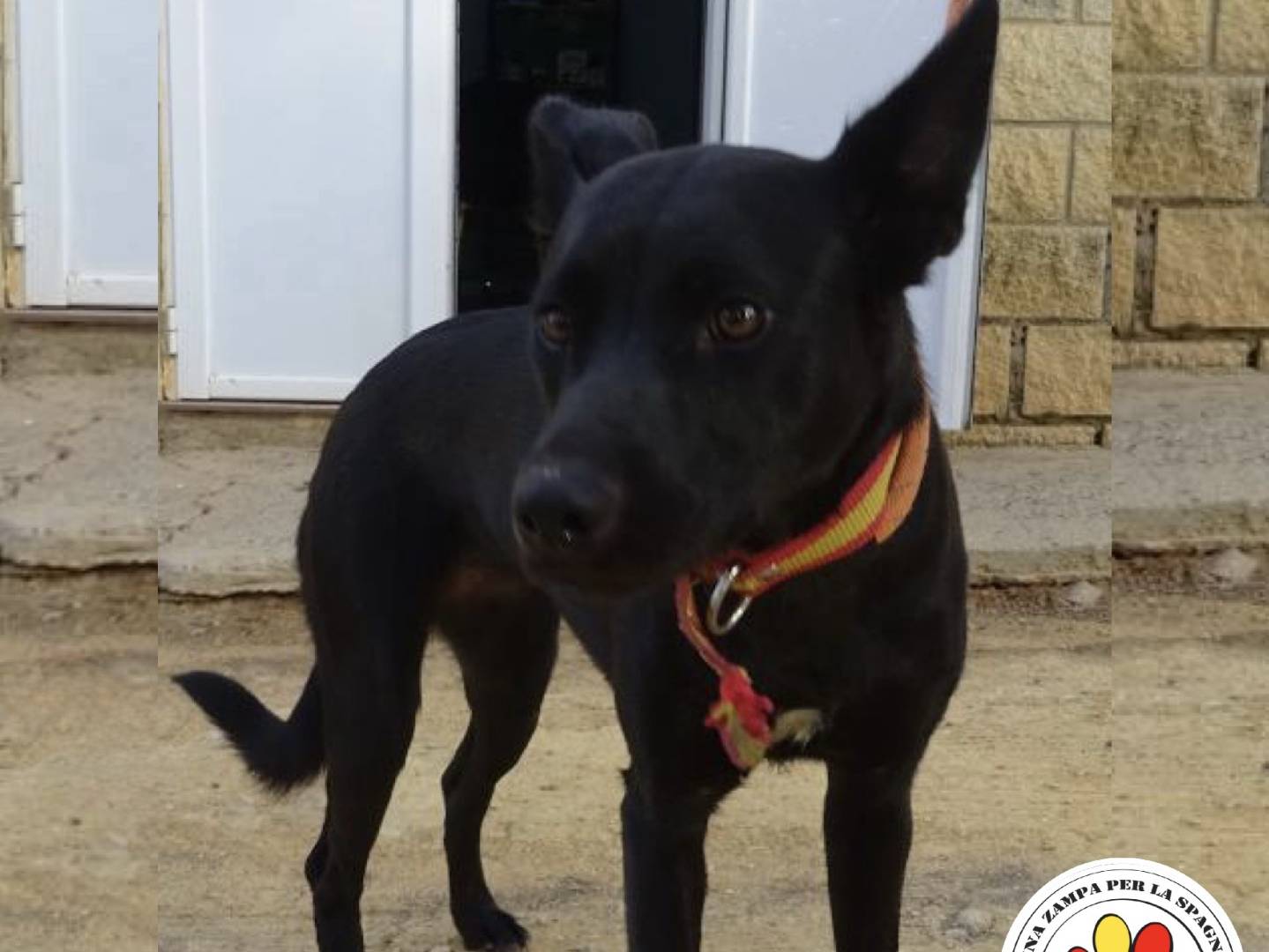 Adozione cane, femmina, Razza sconosciuta Razza sconosciuta, 2 anni, taglia media contenuta, Milano