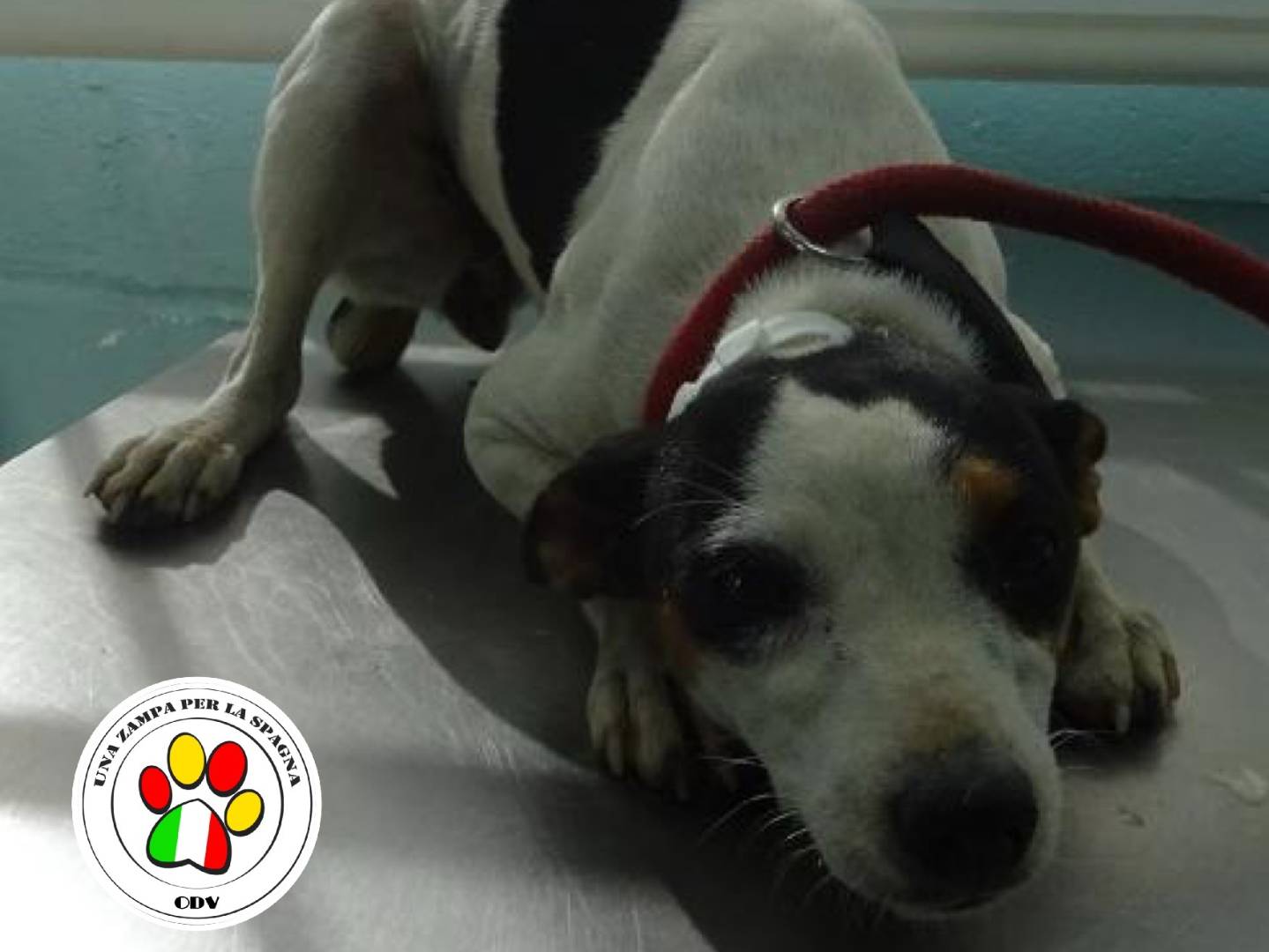 Adozione cane, femmina, Razza sconosciuta Razza sconosciuta, 1 anno e 11 mesi, taglia piccola, Milano