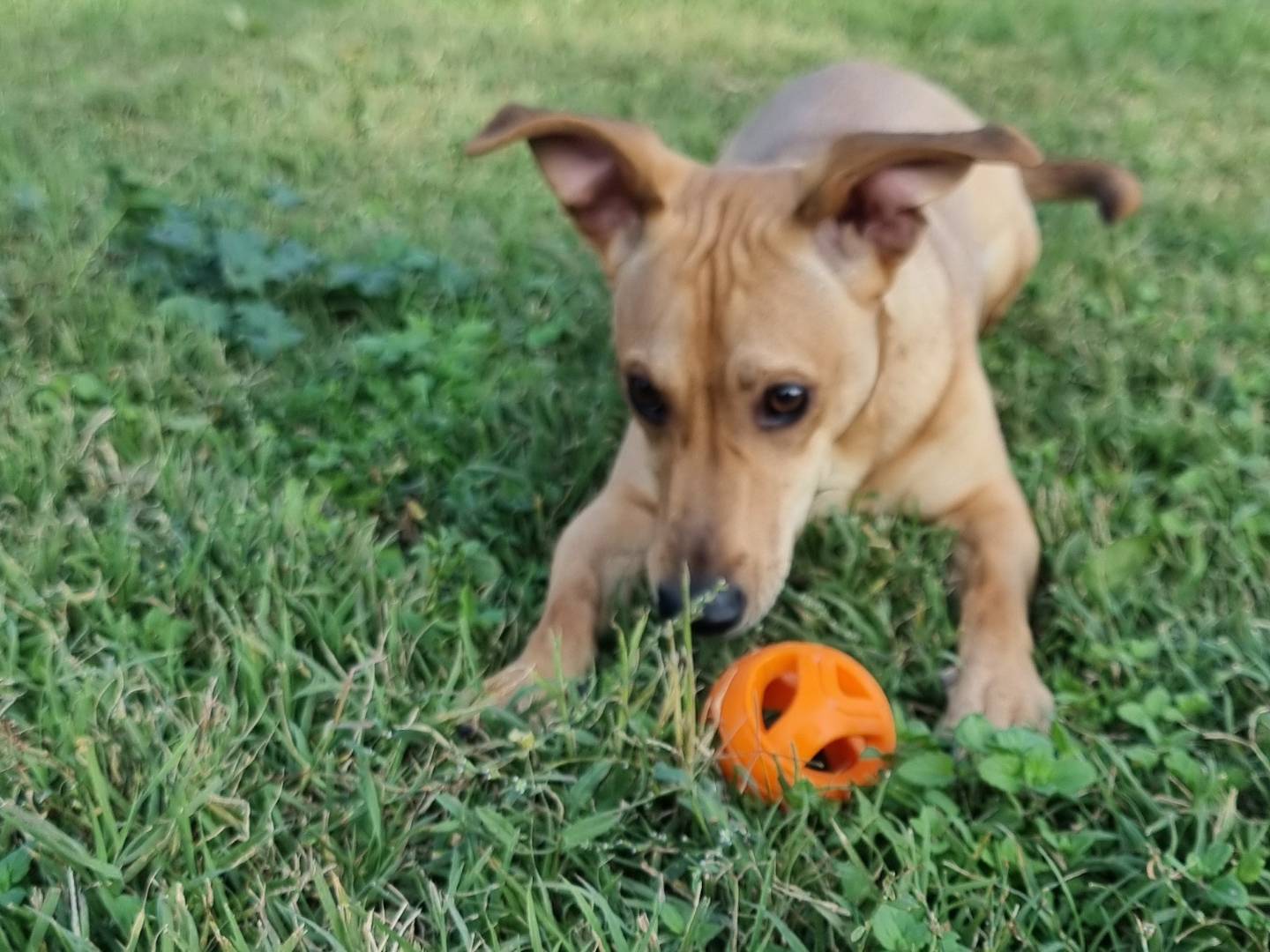Adotta un cane, maschio, 9 mesi, Pavia