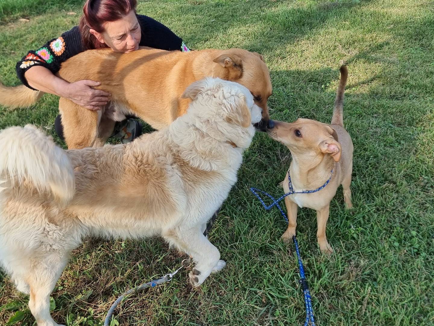 Adotta un cane, taglia media contenuta, maschio, Pavia