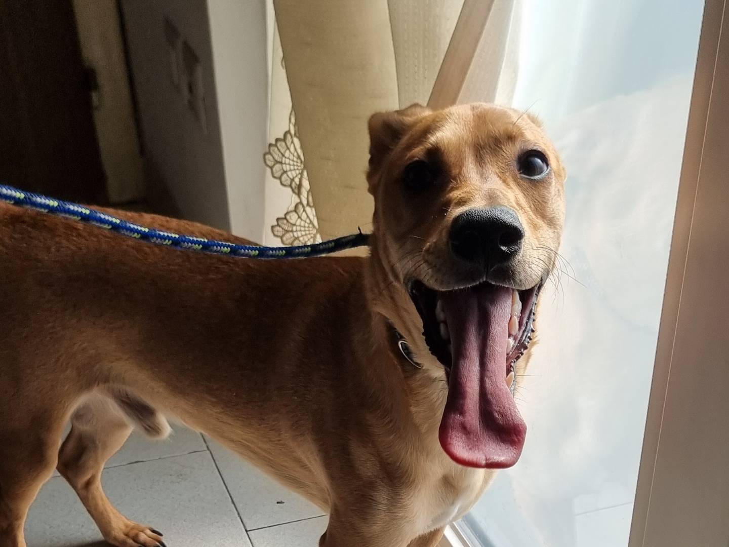 Vuoi adottare un cane a Pavia?