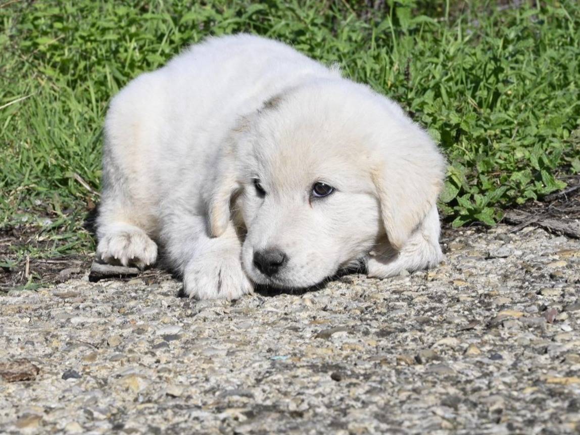 Adozione cane, maschio, Razza sconosciuta Pastore maremmano, 3 mesi, taglia gigante, Siena