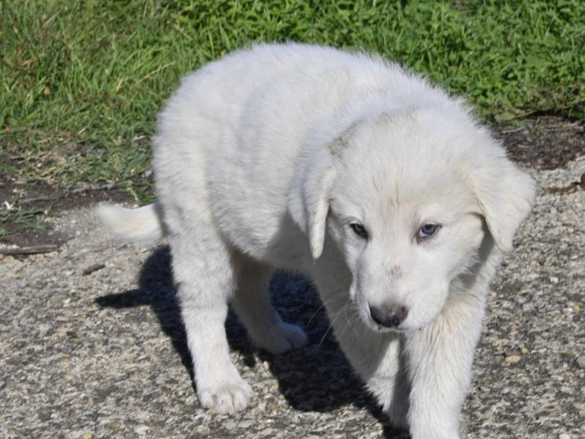 Adotta un cane, maschio, 3 mesi, Siena