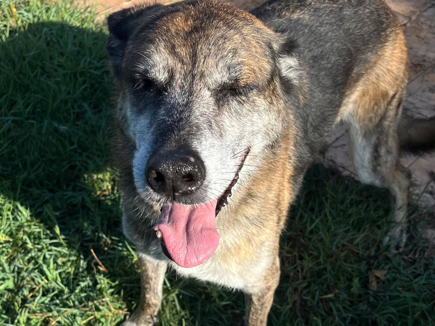 Adozione cane, maschio, Razza sconosciuta Razza sconosciuta, 10 anni e 1 mese, taglia media, Latina