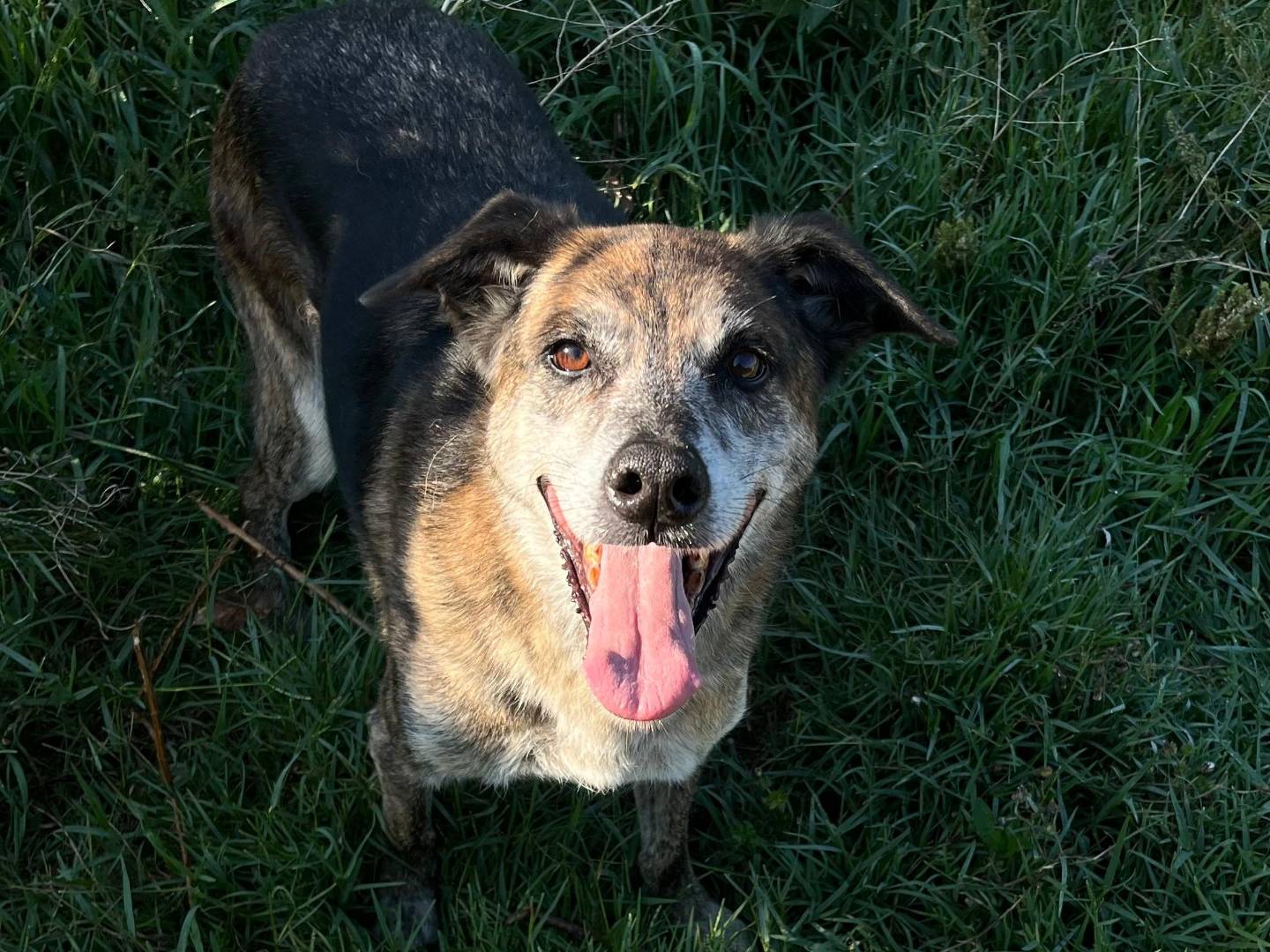 Adotta un cane, maschio, 10 anni e 1 mese, Latina