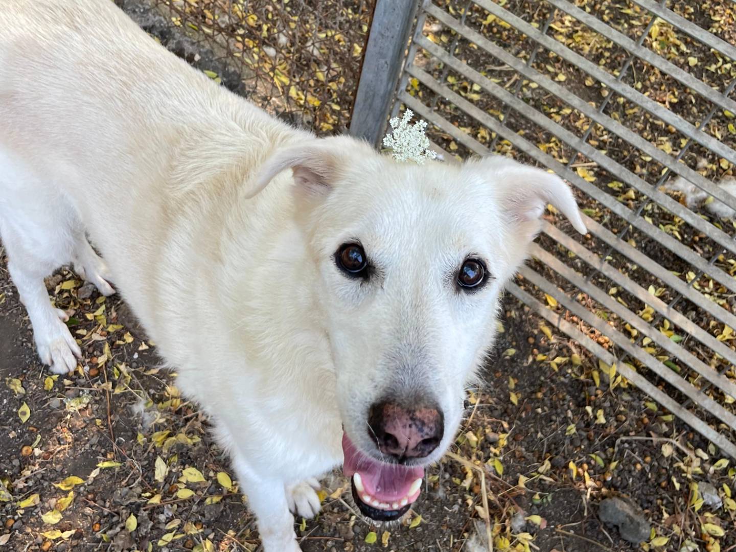 Adozione cane, maschio, Razza sconosciuta Razza sconosciuta, 11 anni e 11 mesi, taglia media, Latina