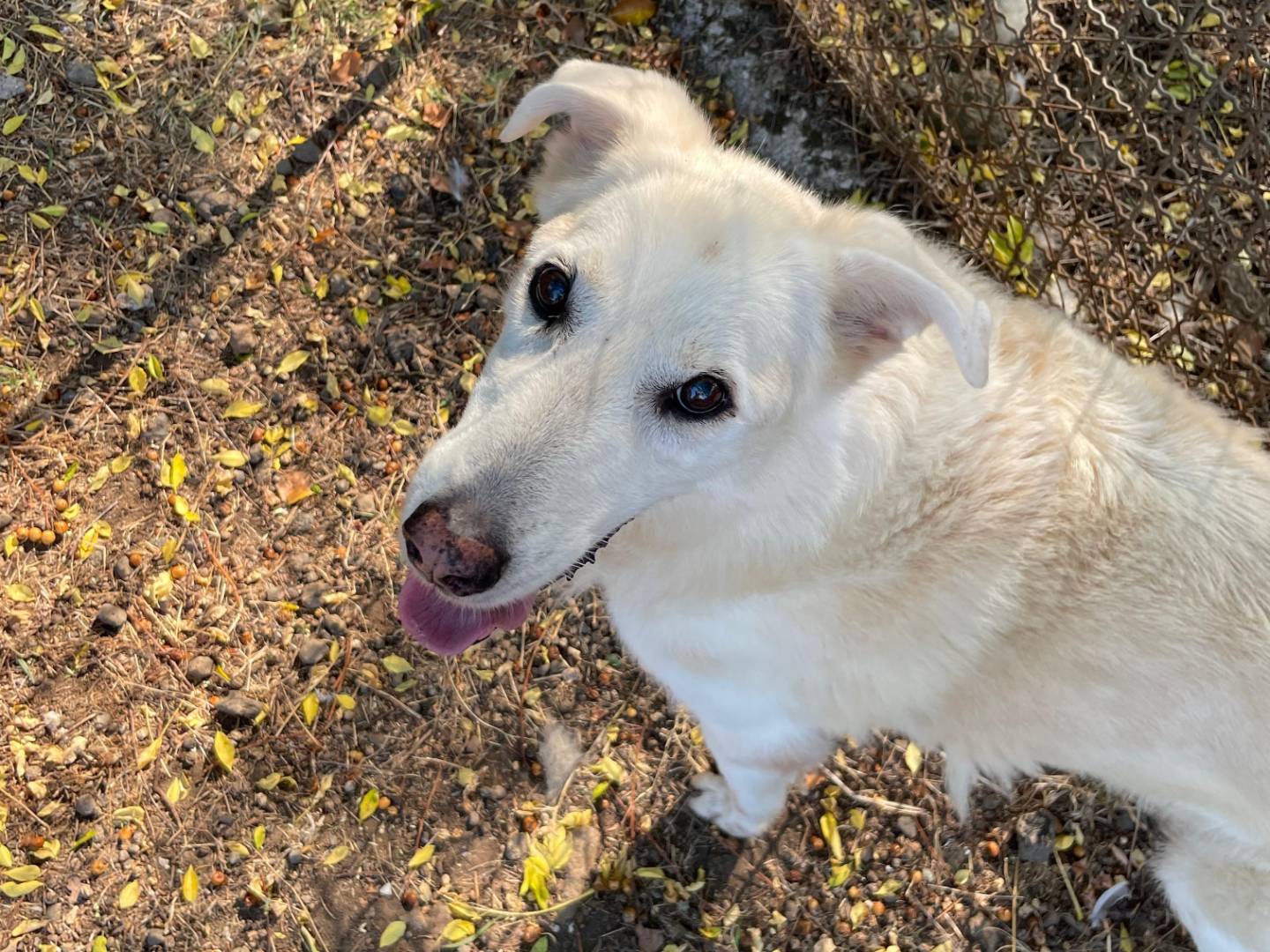 Adotta un cane, maschio, 11 anni e 11 mesi, Latina