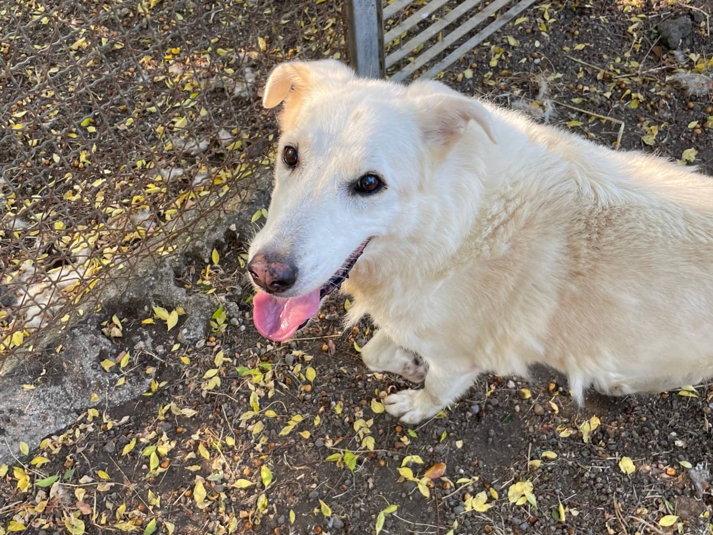 Adotta un cane, taglia media, maschio, Latina