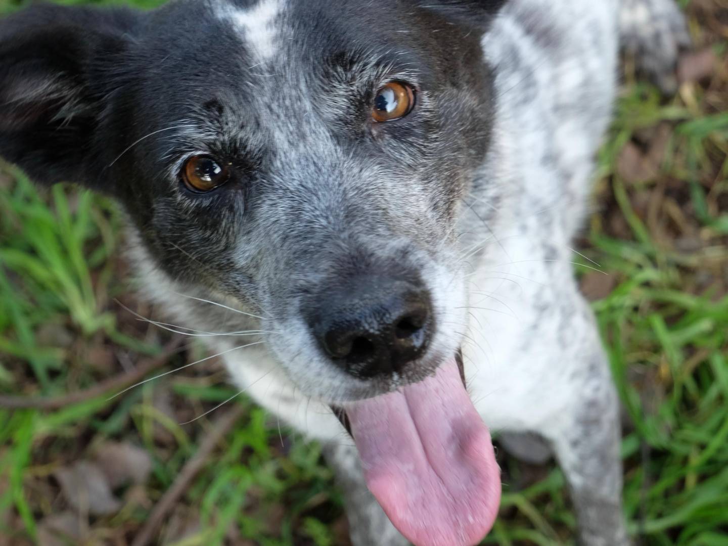 Adozione cane, femmina, Razza sconosciuta Razza sconosciuta, 7 anni e 7 mesi, taglia media, Latina