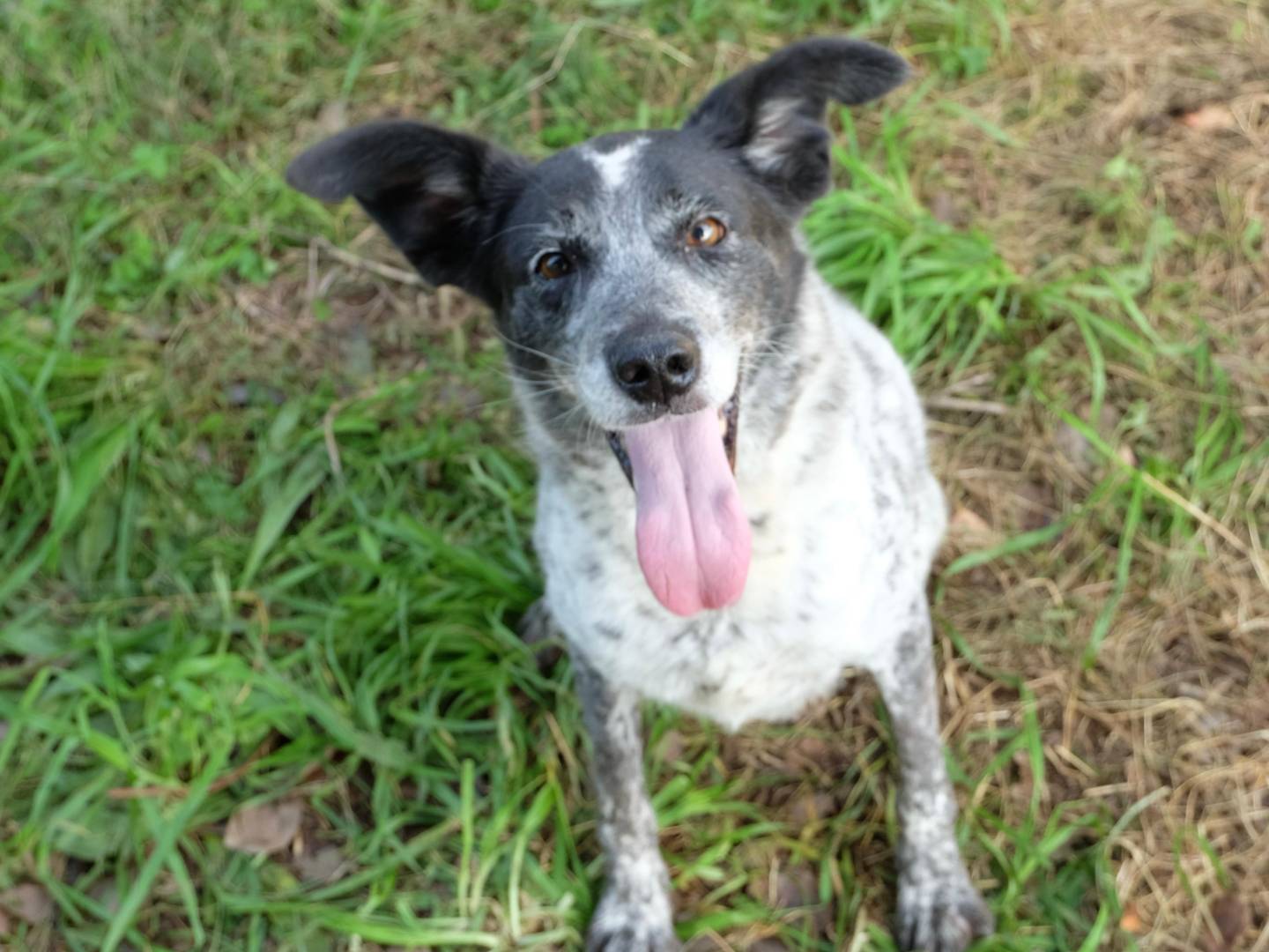 Adotta un cane, femmina, 7 anni e 7 mesi, Latina