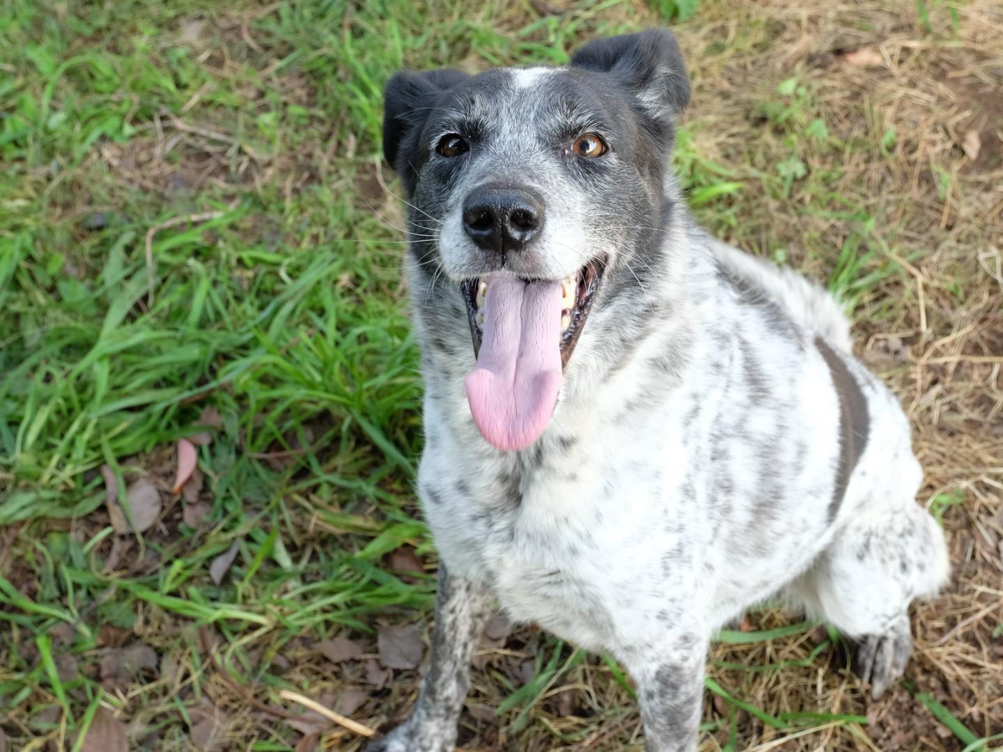 Adotta un cane, taglia media, femmina, Latina