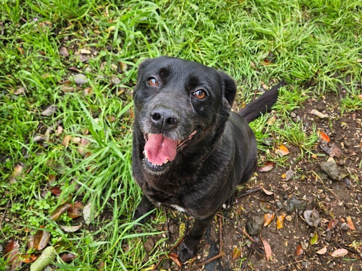 Adotta un cane, maschio, 8 anni e 1 mese, Latina