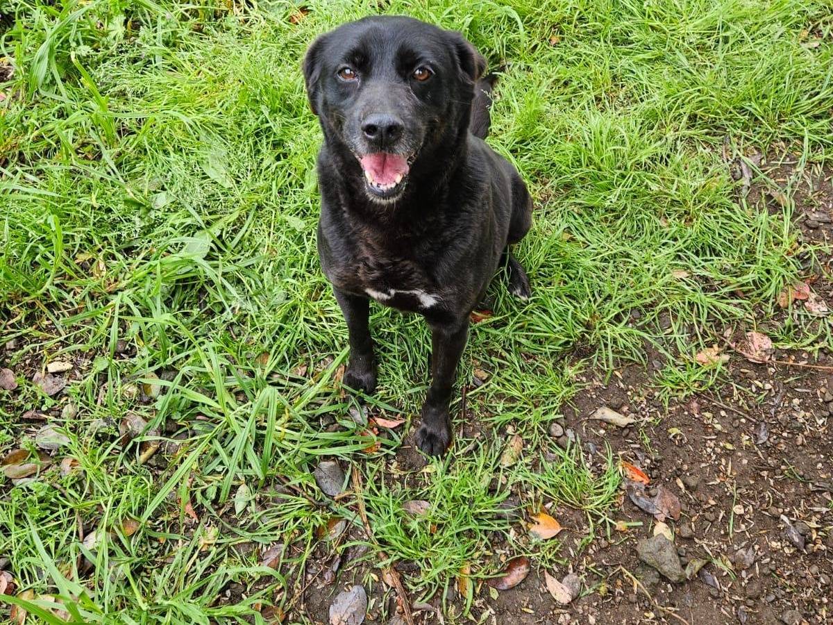 Adotta un cane, taglia media, maschio, Latina