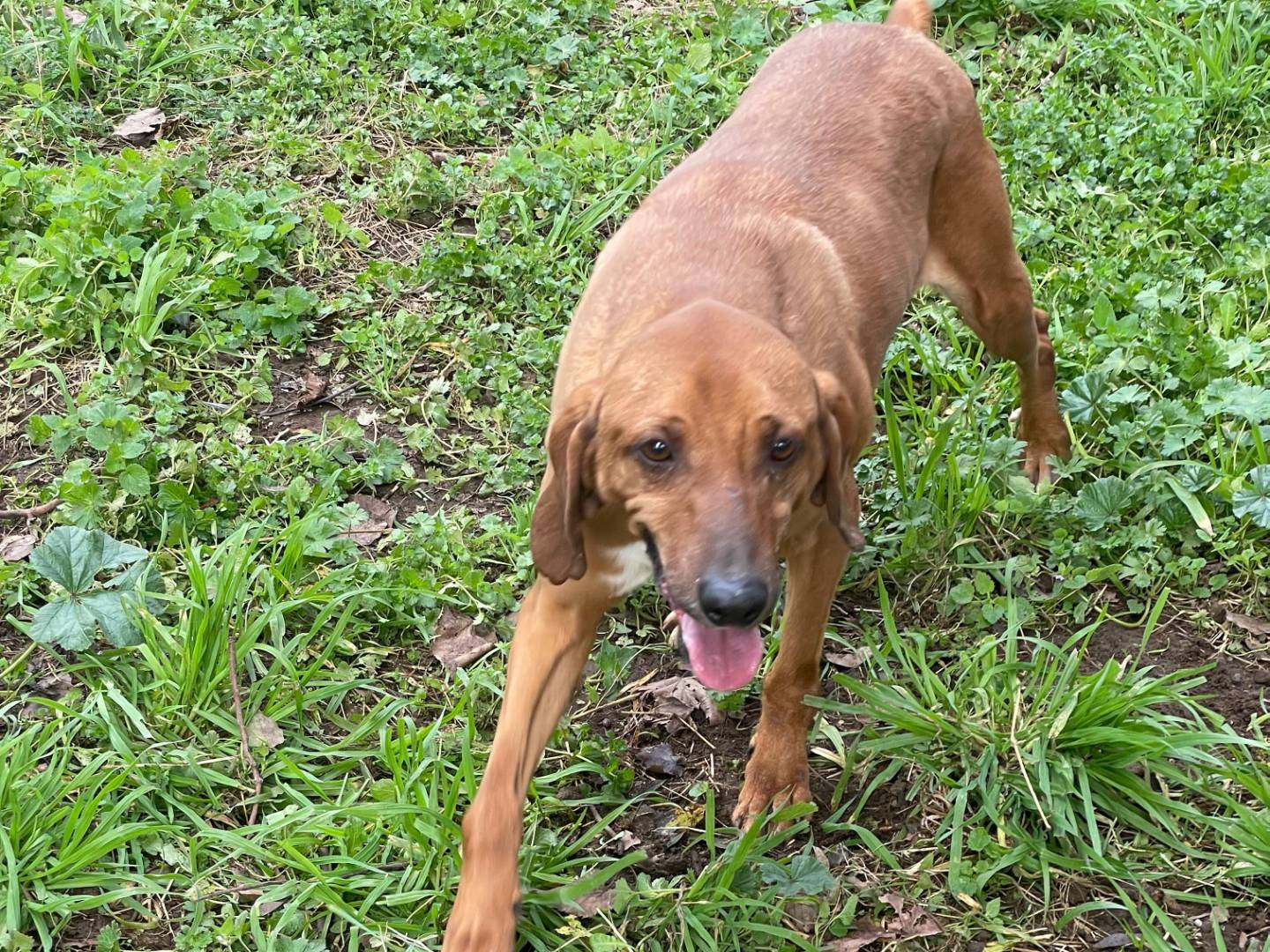 Adozione cane, maschio, Razza sconosciuta Razza sconosciuta, 7 anni e 1 mese, taglia media, Latina
