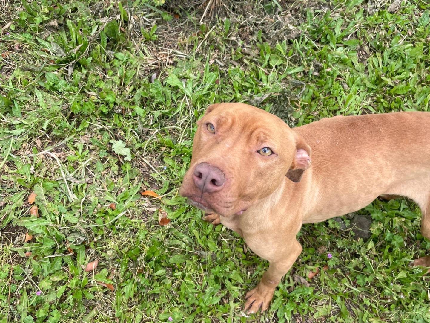 Adozione cane, femmina, Pitbull Razza sconosciuta, 2 anni, taglia media, Latina