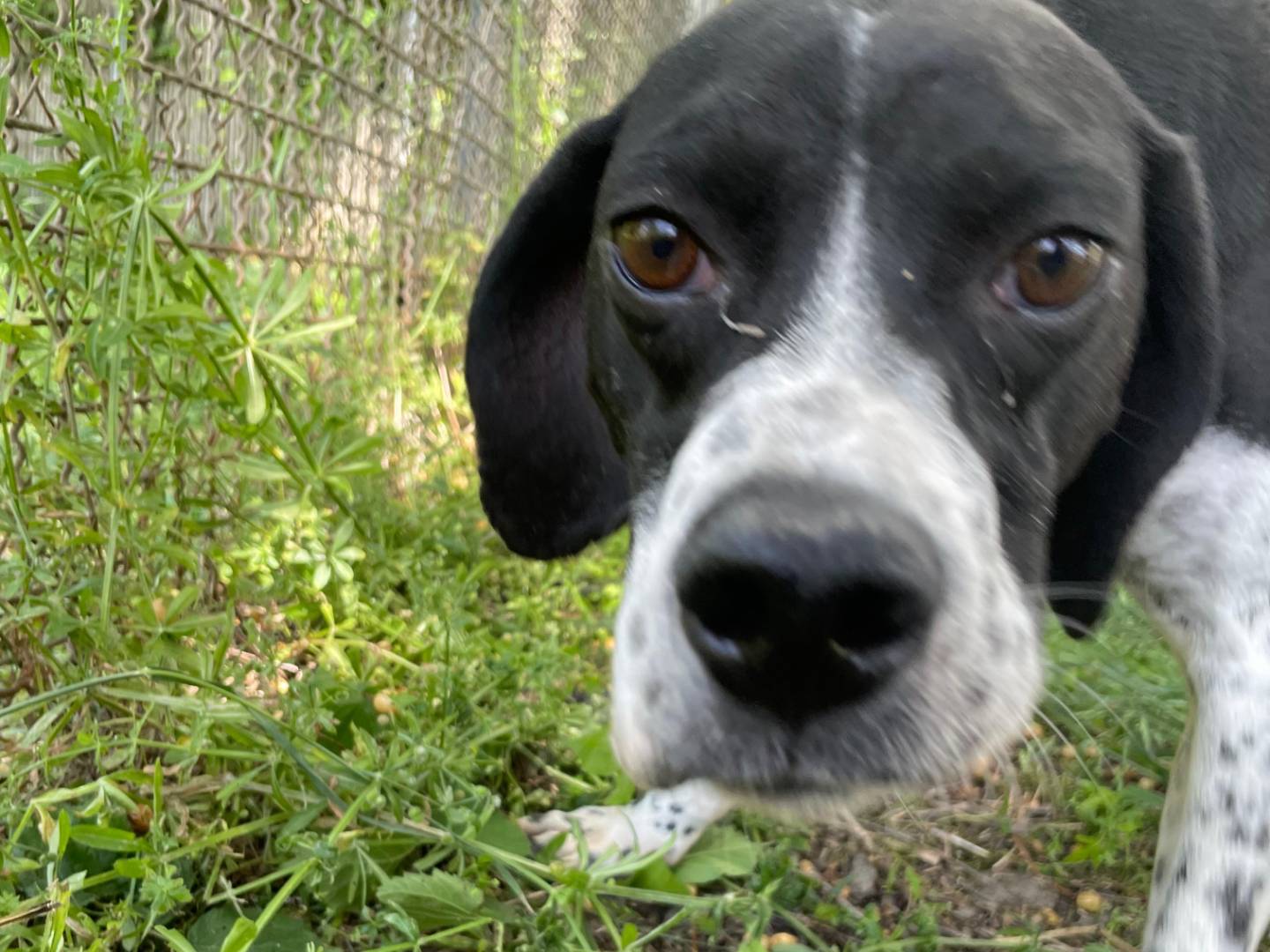 Adozione cane, maschio, Pointer Razza sconosciuta, 6 anni, taglia media, Latina