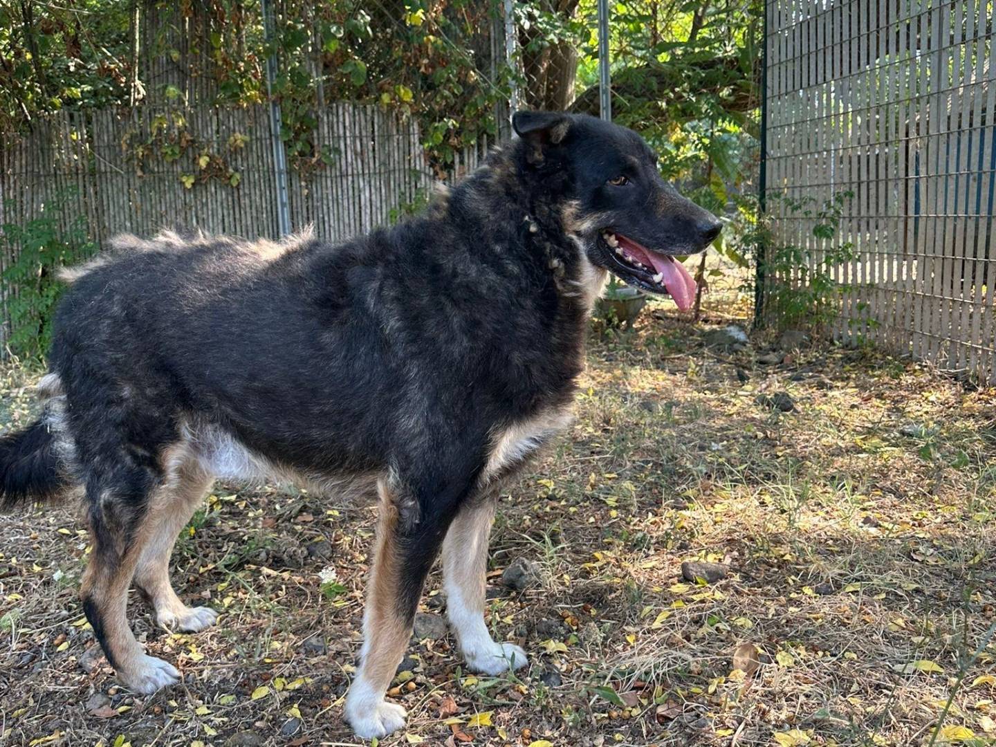 Adozione cane, maschio, Razza sconosciuta Razza sconosciuta, 6 anni, taglia grande, Latina