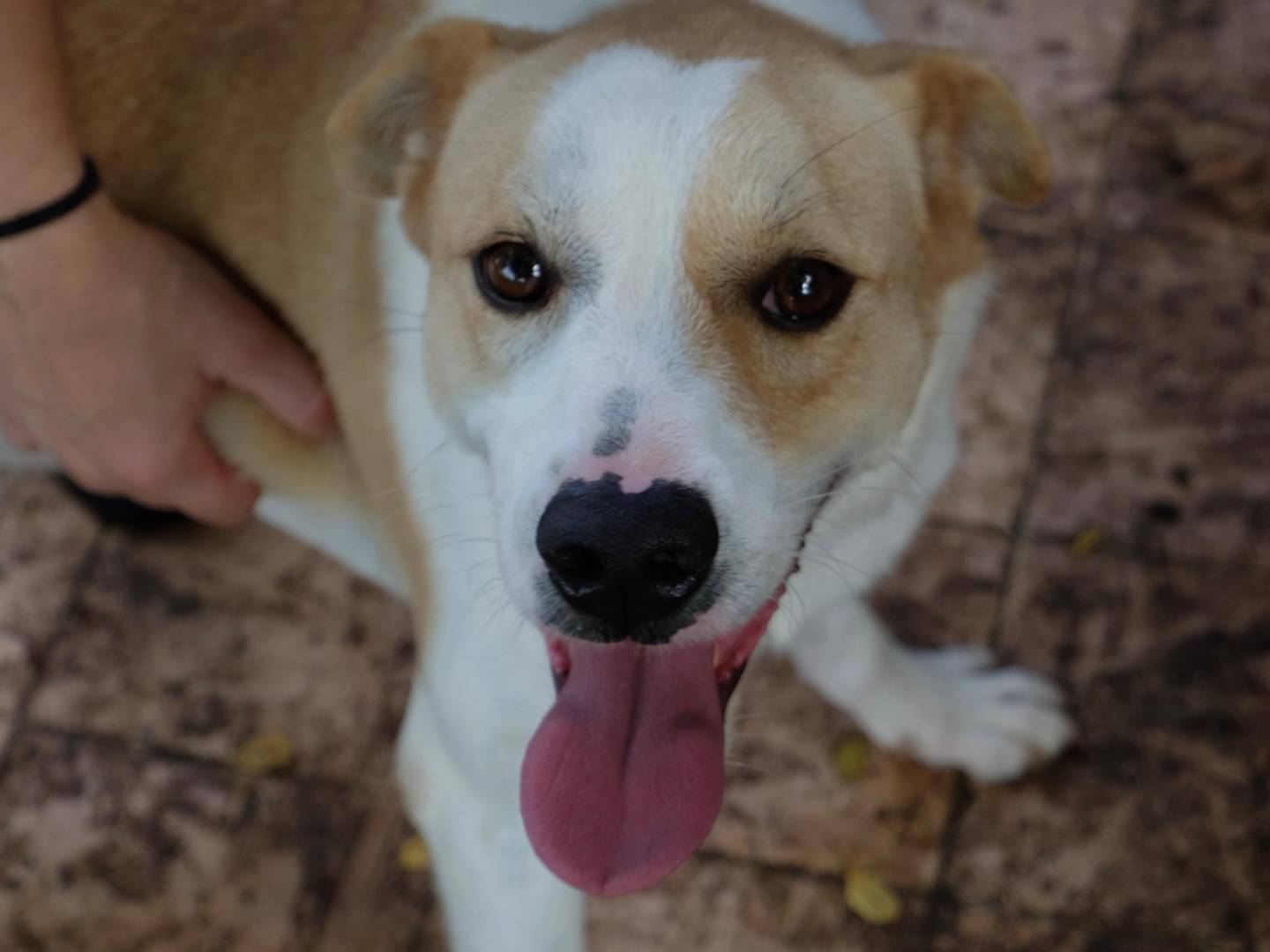 Adozione cane, maschio, Razza sconosciuta Razza sconosciuta, 3 anni, taglia media, Latina