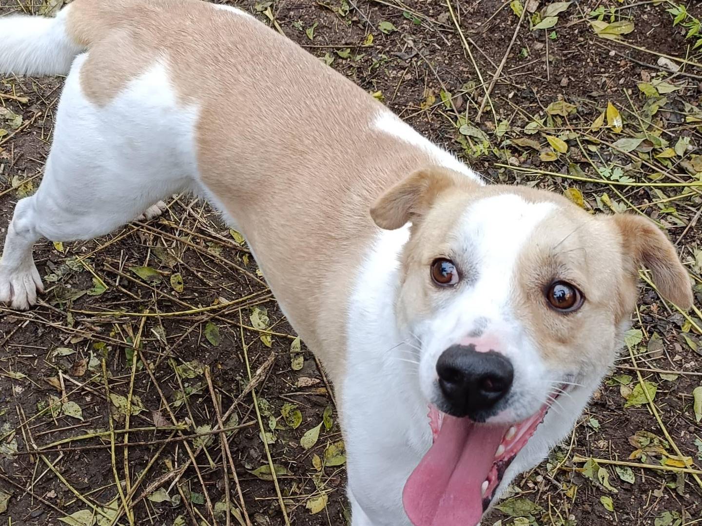 Adotta un cane, maschio, 3 anni, Latina