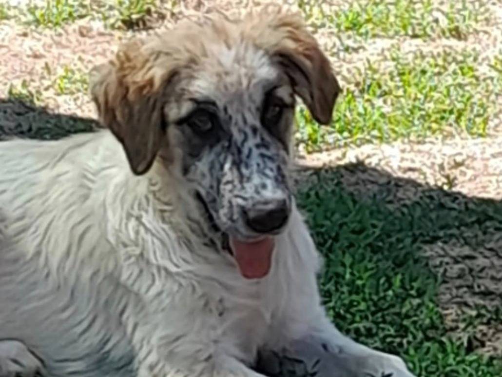 Adozione cane, maschio, Razza sconosciuta Razza sconosciuta, 7 mesi, taglia gigante, Terni