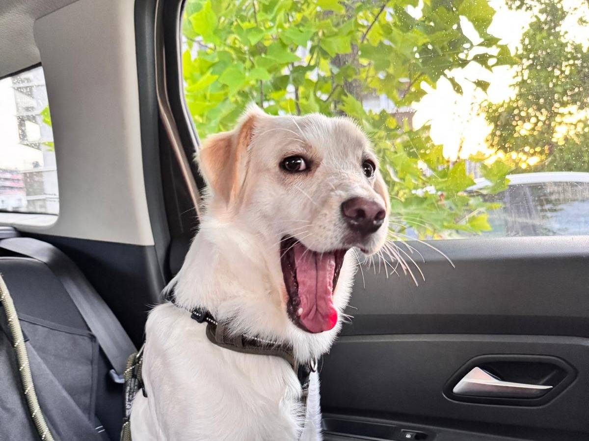 Adozione cane, maschio, Razza sconosciuta Razza sconosciuta, 1 anno, taglia media contenuta, Verona