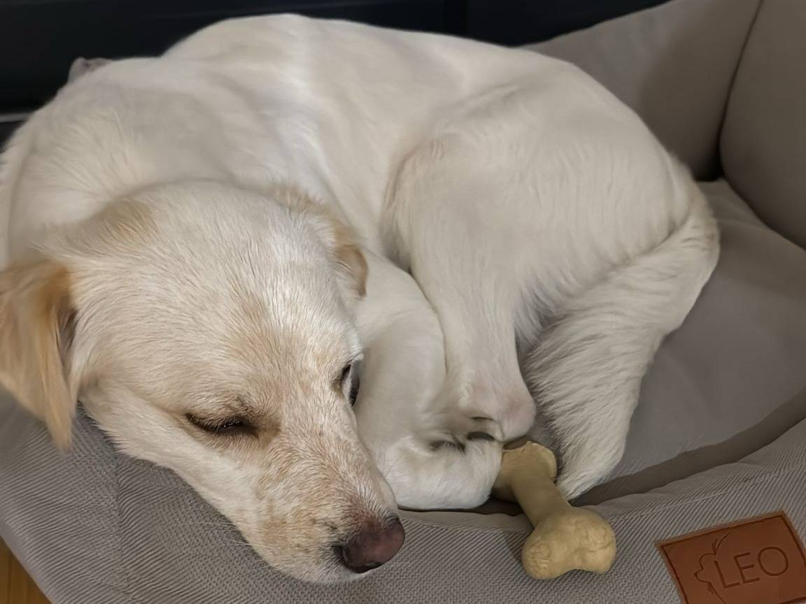 Adotta un cane, maschio, 1 anno, Verona
