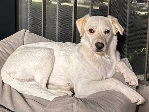Adotta un cane, taglia media contenuta, maschio, Verona