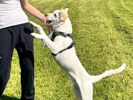 Adotta il cane Charlie  a Verona