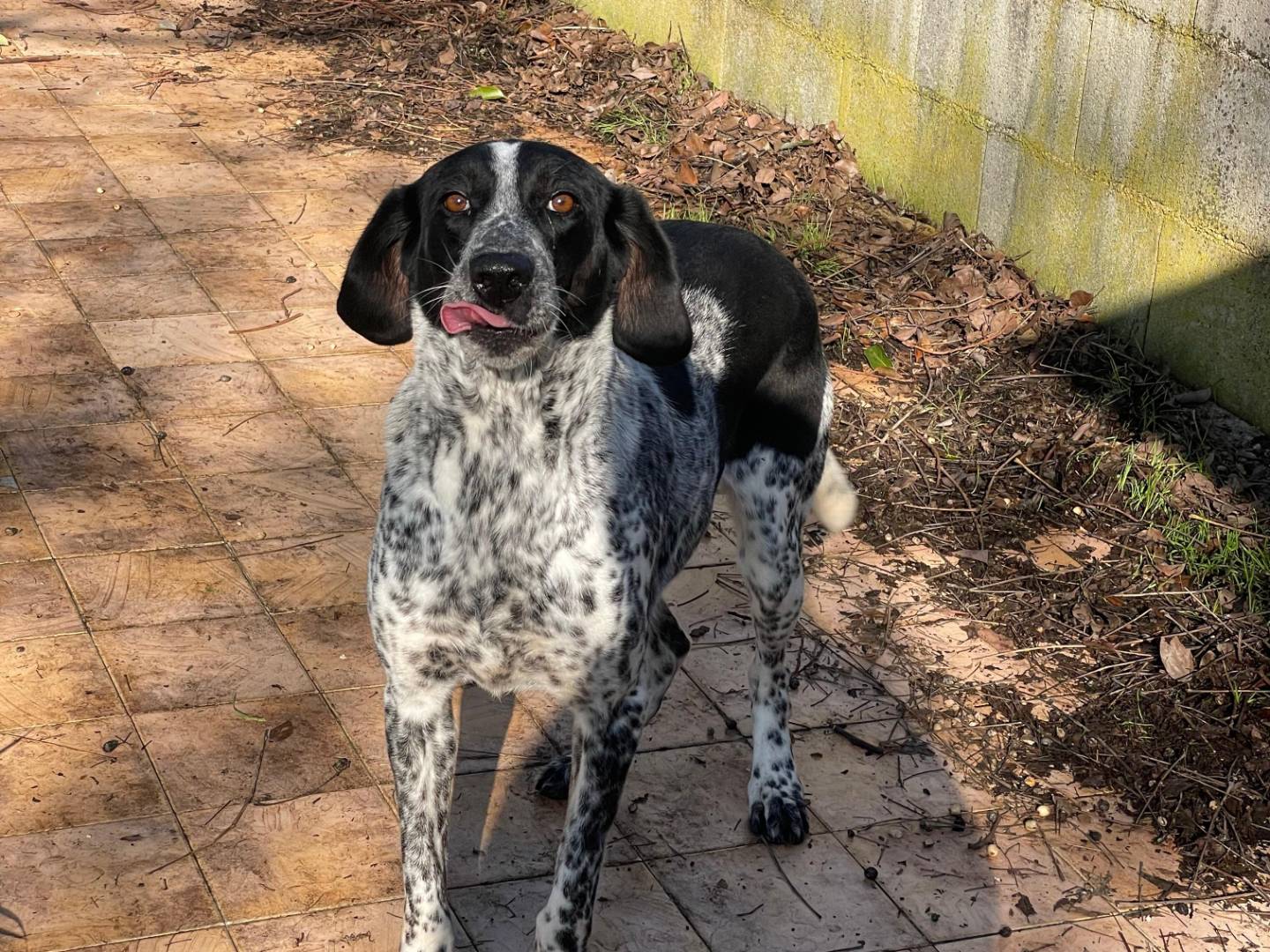 Adotta un cane, femmina, 7 anni, Latina