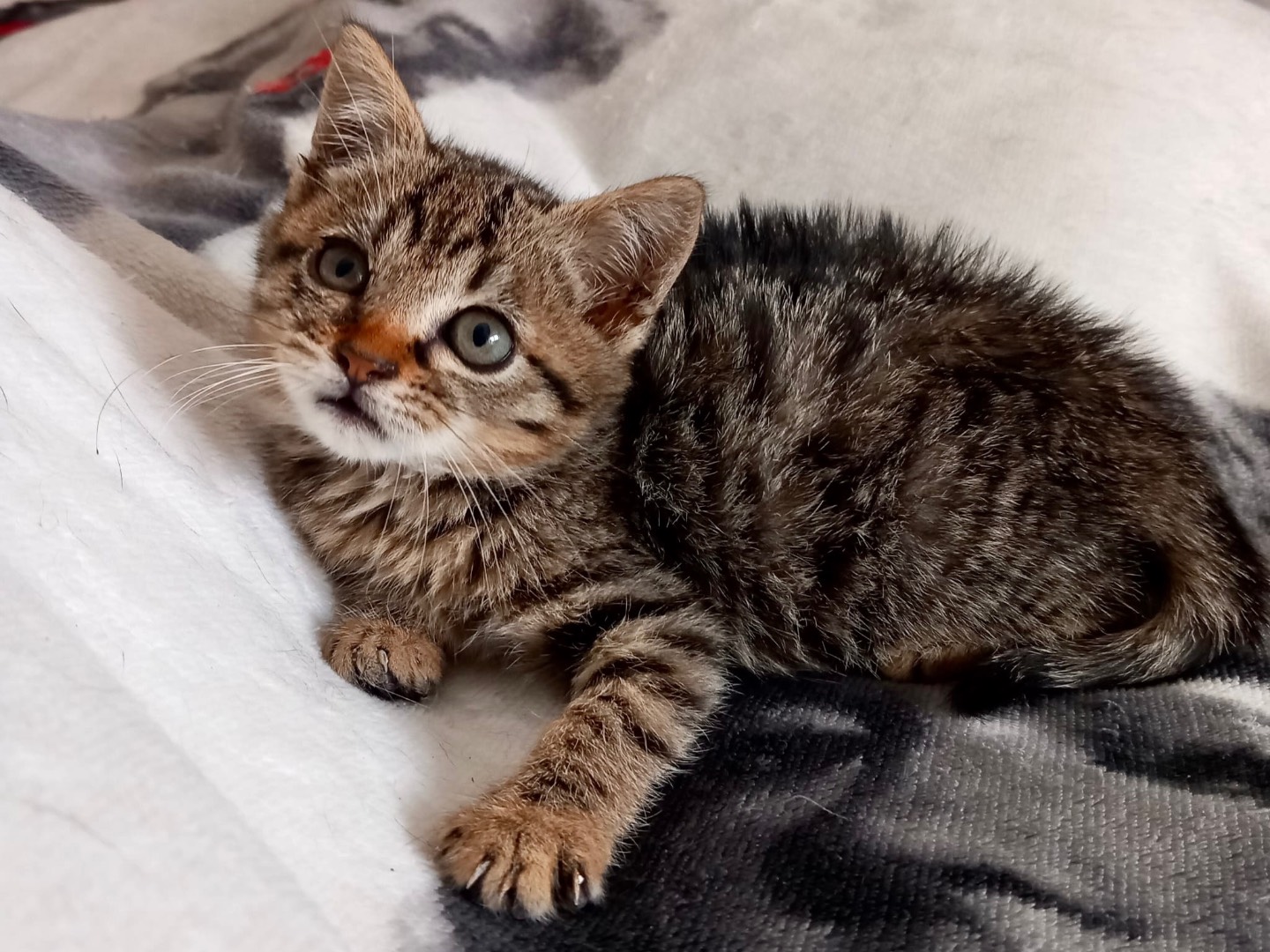 Vuoi adottare un gatto a Latina?