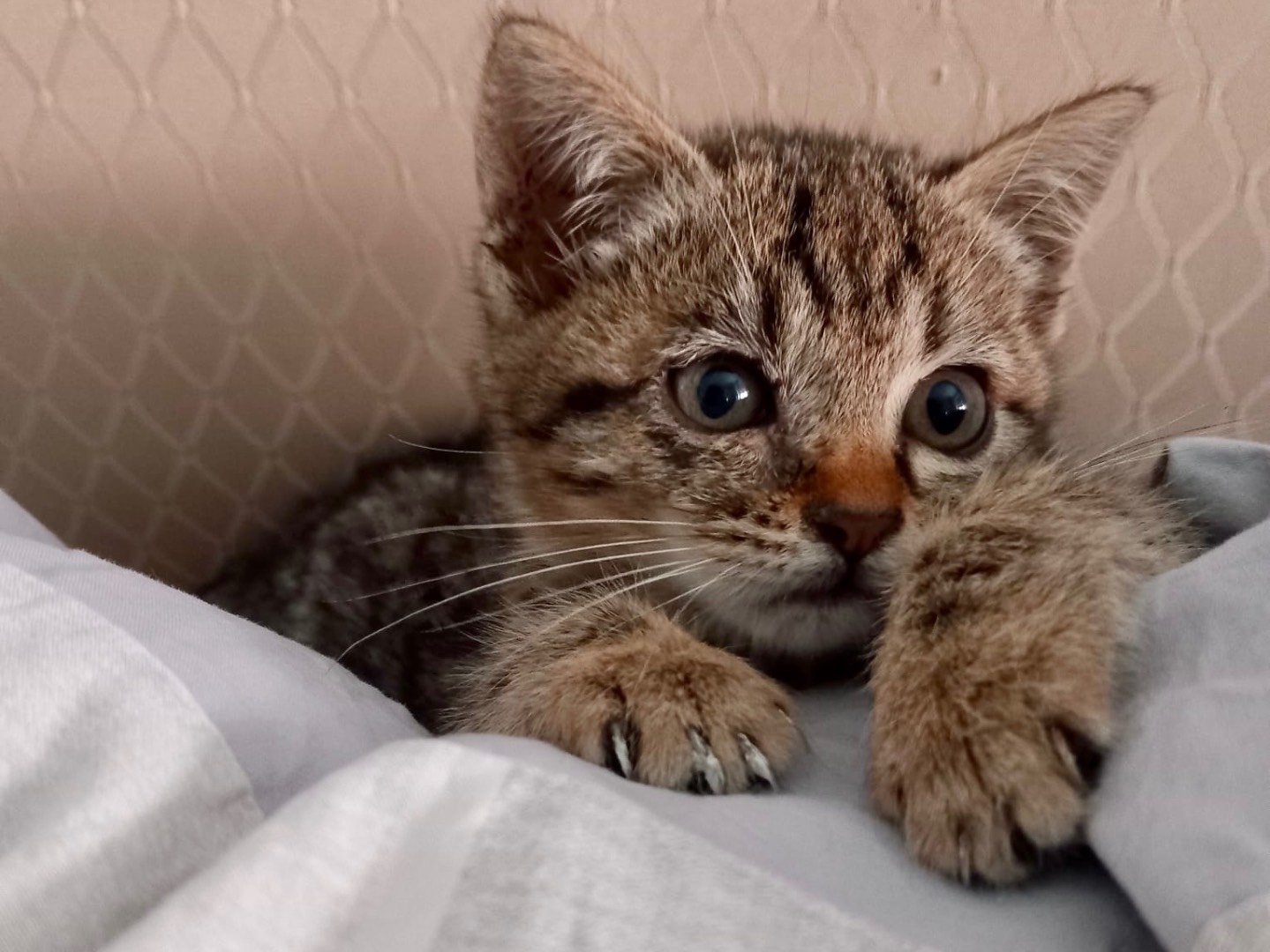 Adotta il gatto Bibi a Latina