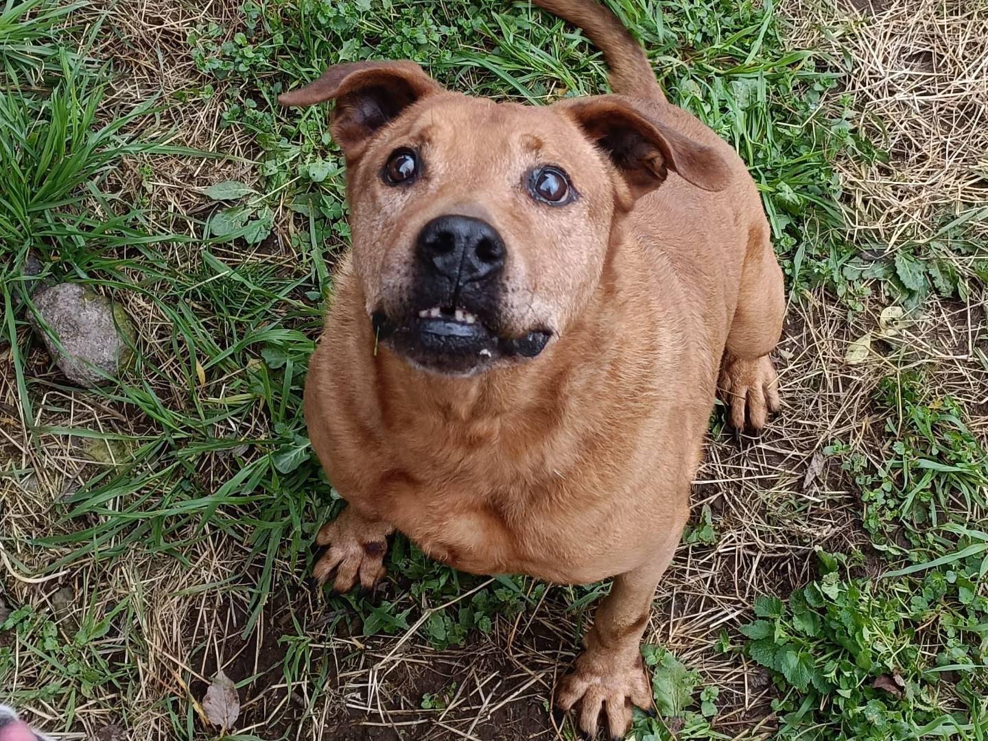 Adozione cane, maschio, Razza sconosciuta Razza sconosciuta, 10 anni, taglia grande, Latina