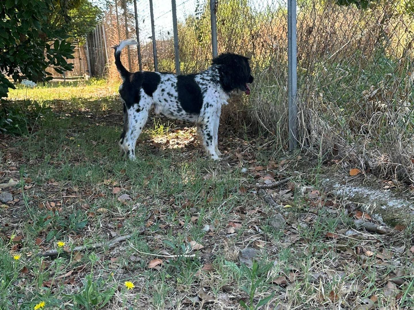 Adozione cane, maschio, Razza sconosciuta Razza sconosciuta, 6 anni, taglia media, Latina