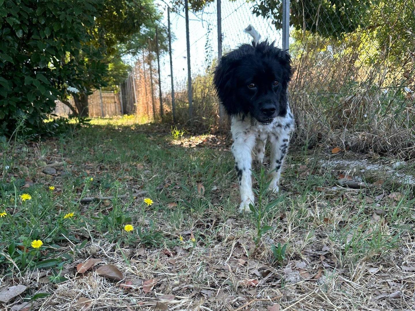 Adotta un cane, maschio, 6 anni, Latina
