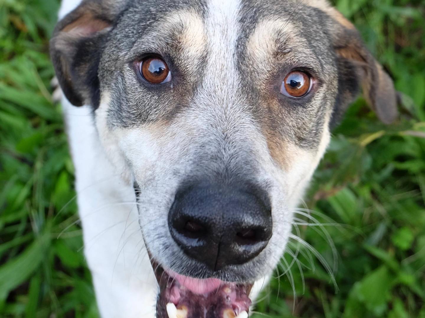 Adozione cane, maschio, Razza sconosciuta Razza sconosciuta, 5 anni, taglia media, Latina