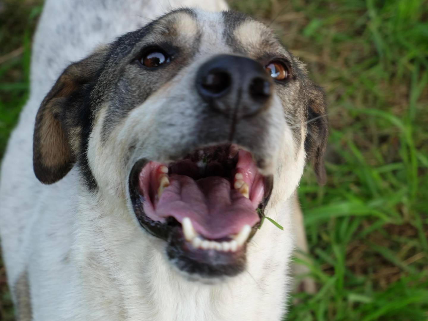 Adotta un cane, maschio, 5 anni, Latina