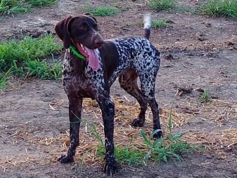 Adozione cane, maschio, Bracco Razza sconosciuta, 2 anni e 7 mesi, taglia media, Verona