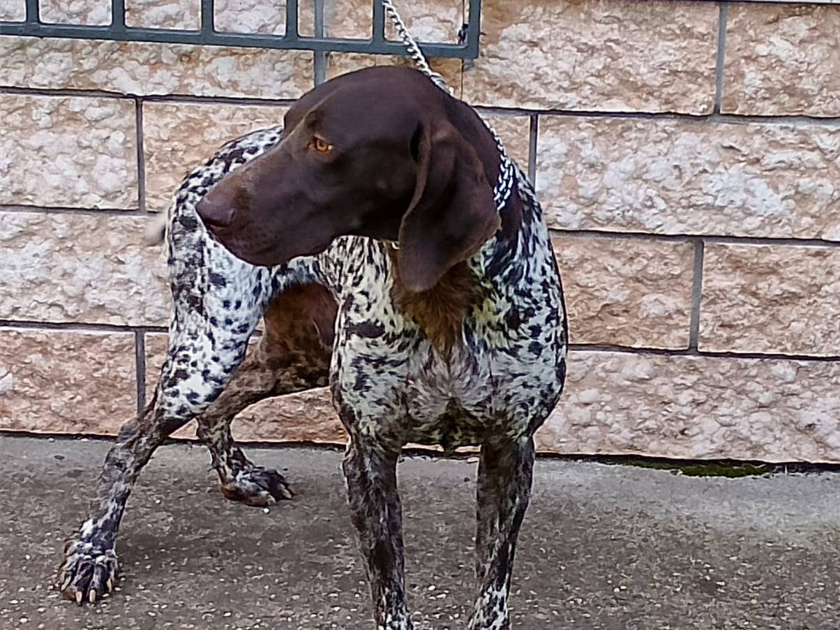 Adotta un cane, maschio, 2 anni e 7 mesi, Verona