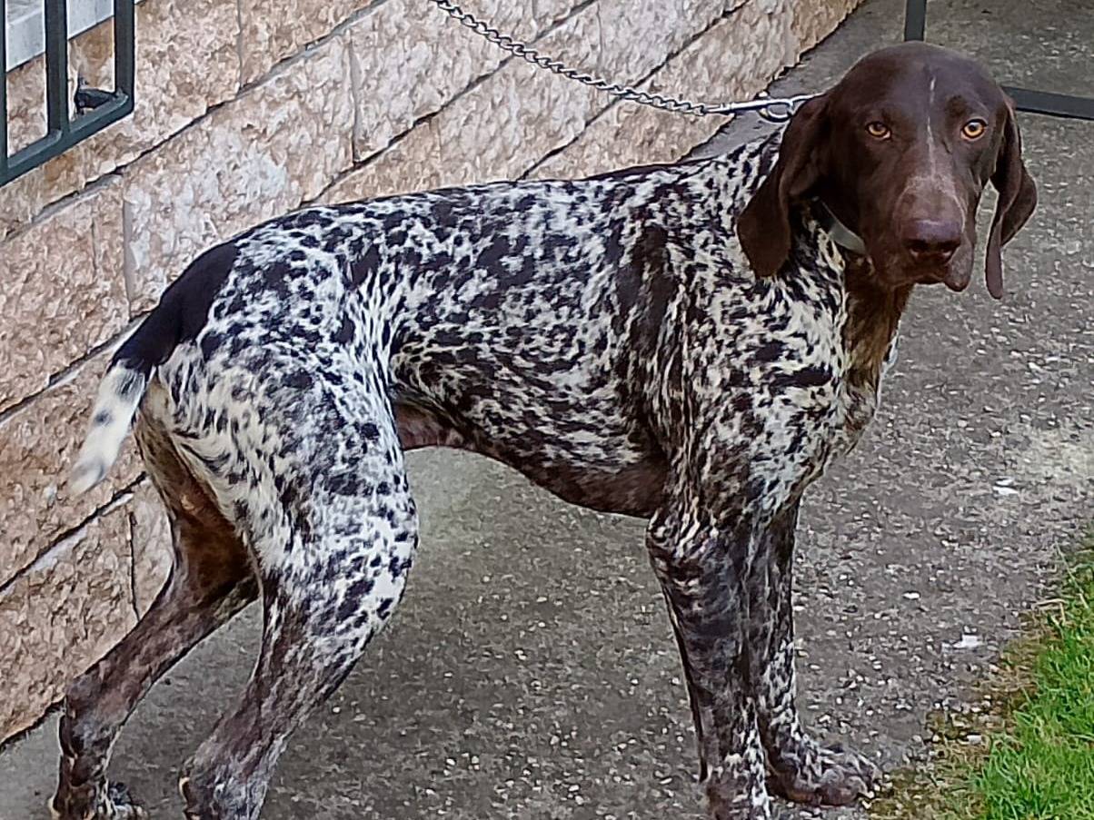 Adotta un cane, taglia media, maschio, Verona