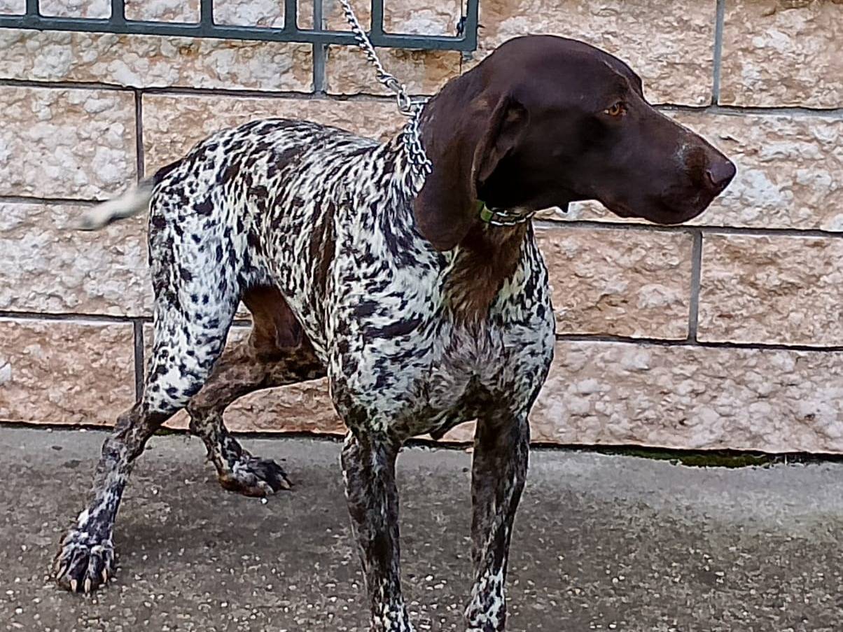 Vuoi adottare un cane a Verona?