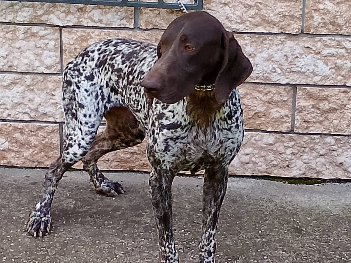Adotta il cane Dalì  a Verona