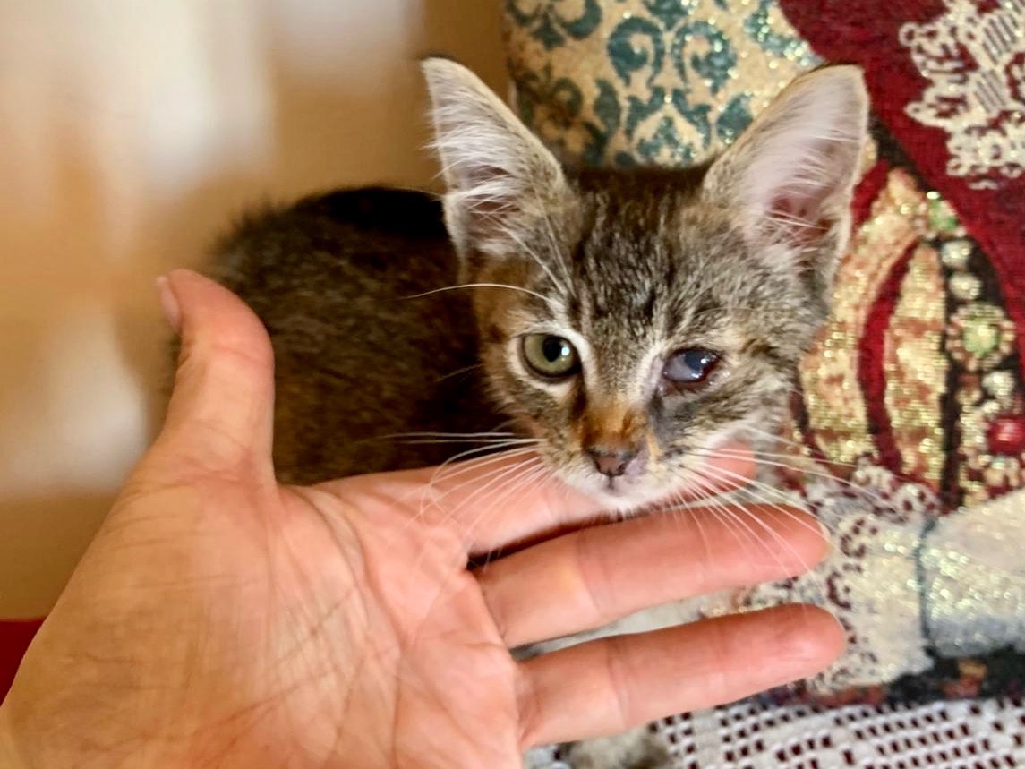 Adozione gatto, femmina, Razza sconosciuta Razza sconosciuta, 2 mesi, taglia non valida, Latina
