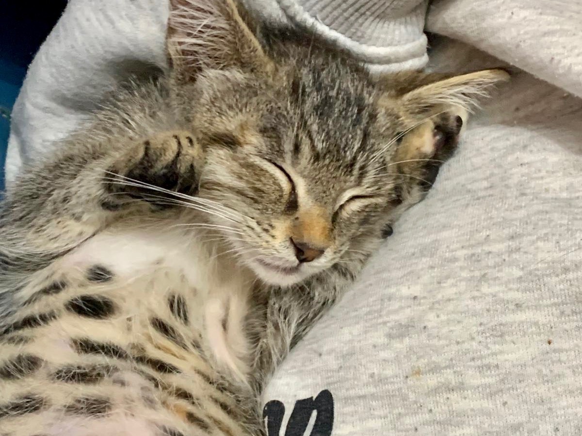 Adotta un gatto, femmina, 2 mesi, Latina