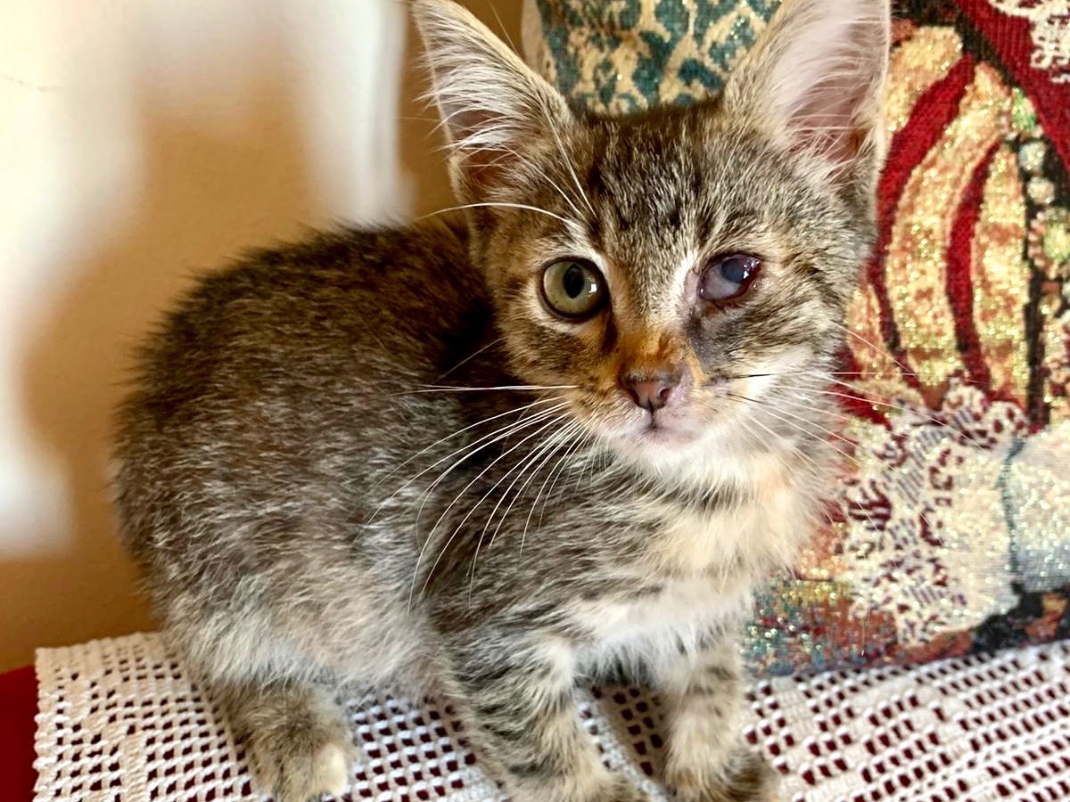 Adotta un gatto, taglia non valida, femmina, Latina