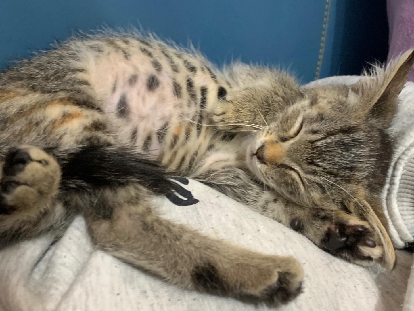 Vuoi adottare un gatto a Latina?