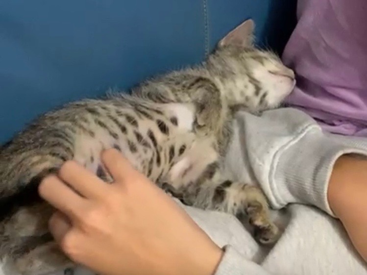 Adotta il gatto Baby a Latina