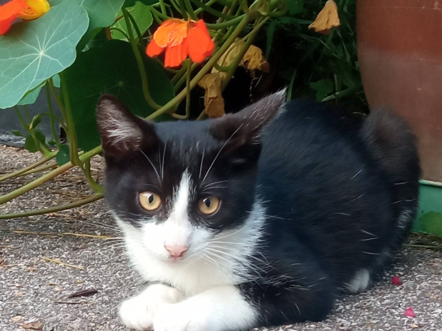 Adozione gatto, maschio, Razza sconosciuta Razza sconosciuta, 5 mesi, taglia non valida, Trento
